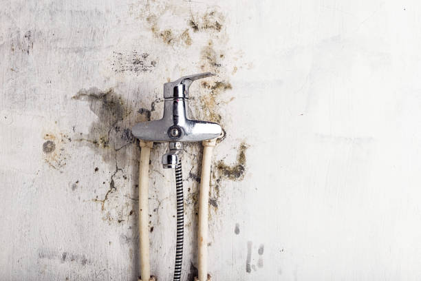 Best Professional Mold Removal  in Milton, DE