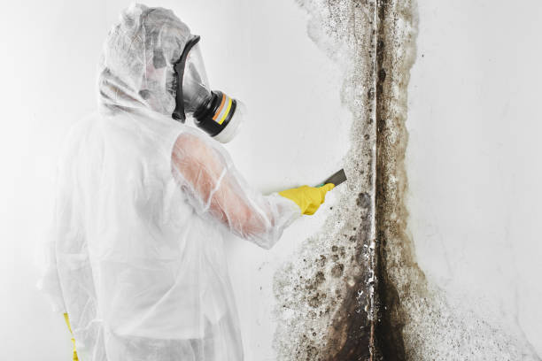 Best Toxic Mold Removal  in Milton, DE