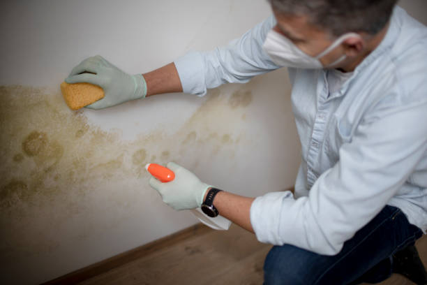 Certified Mold Removal in Milton, DE