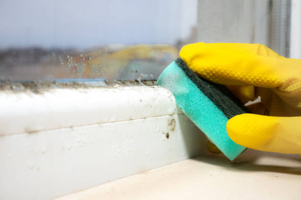 Milton, DE Mold Removal Company