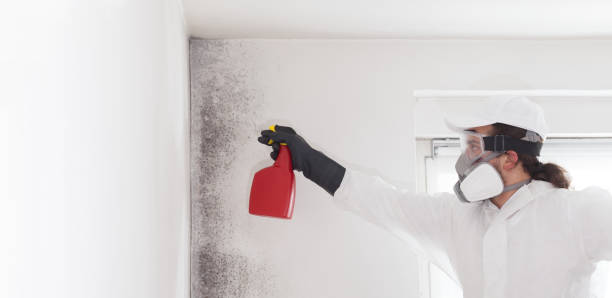 Best Home Mold Removal  in Milton, DE