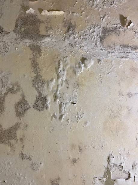 Home Mold Removal in Milton, DE